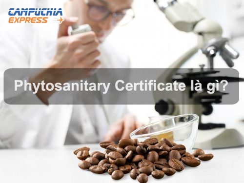Phyto là gì? – Quy trình cấp Phyto tại Việt Nam